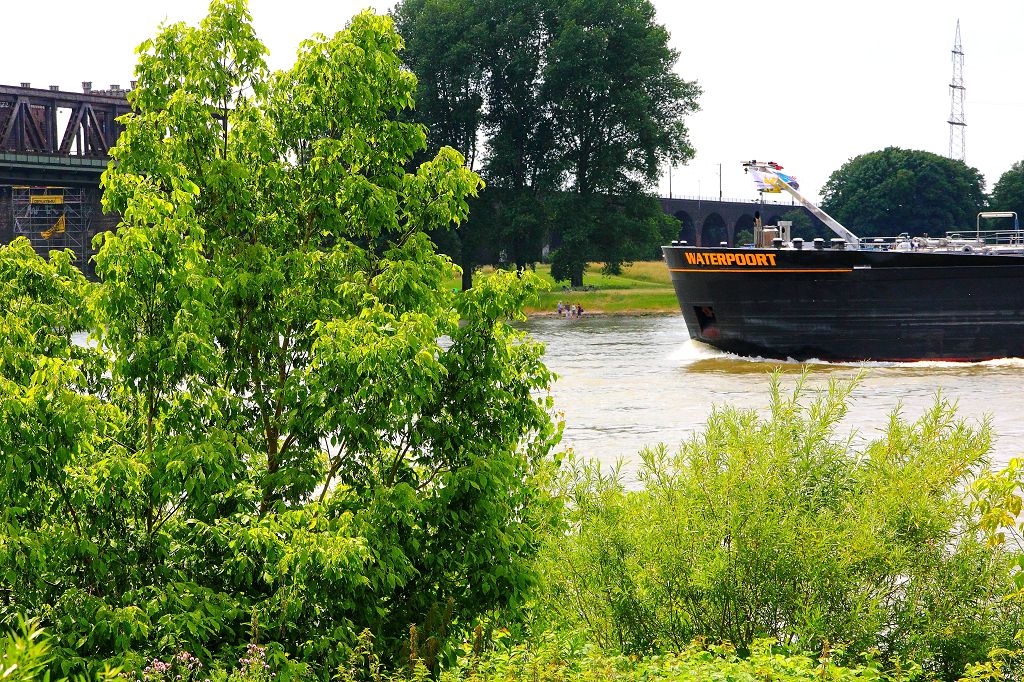 Rheinpark Duisburg Juni 2021