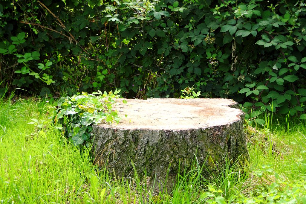 Am Schloss Heltorf Juli 2021