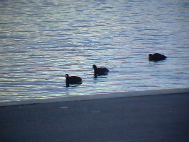Hamburger Alster